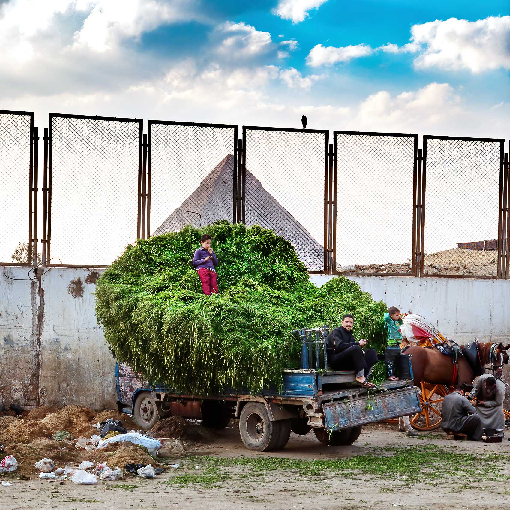 egyptian farmers sell grass out of the back of their truck in giza egypt