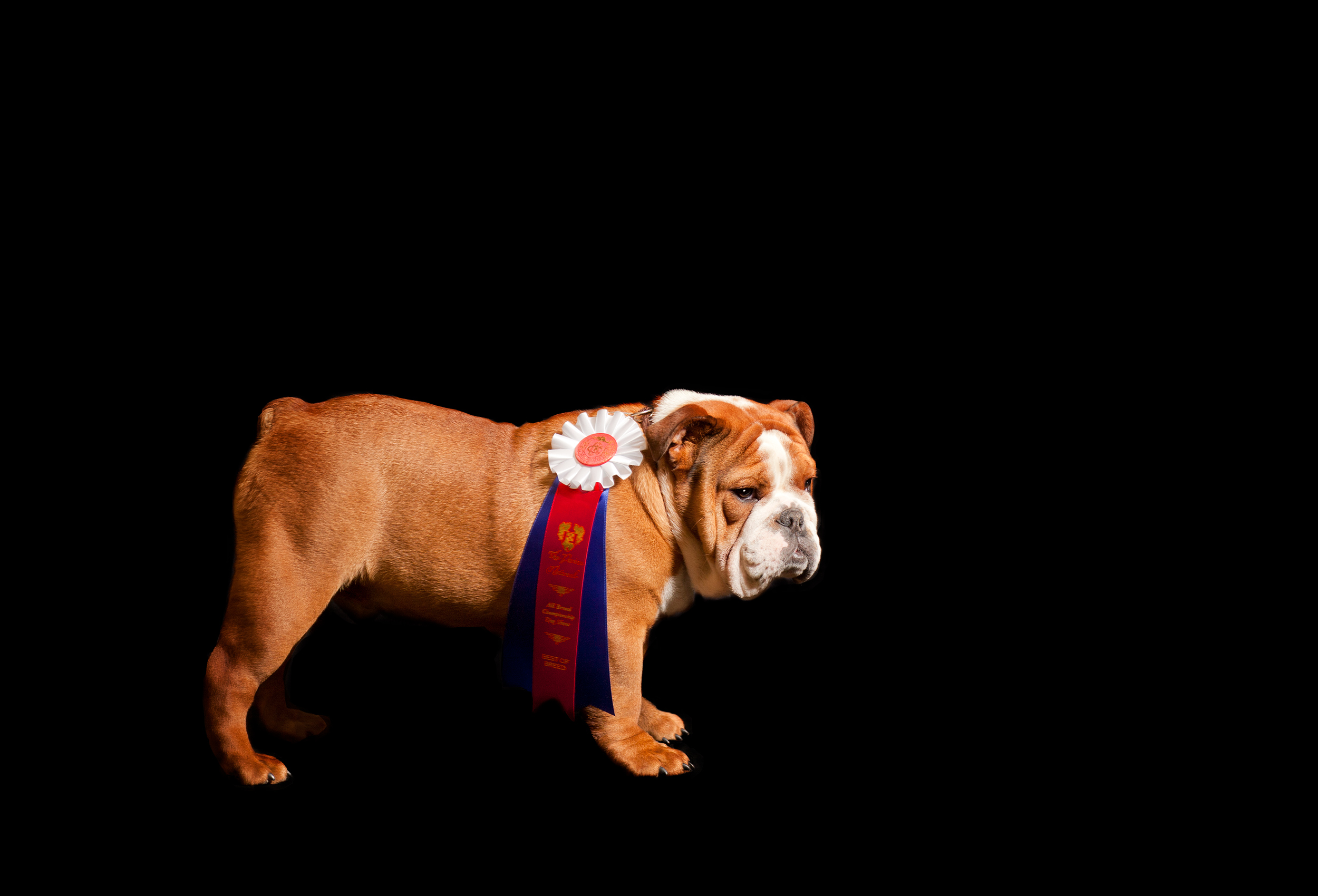 a-bulldog-posing-for-a-photo-at-the-purina-national-dog-show-in-toronto