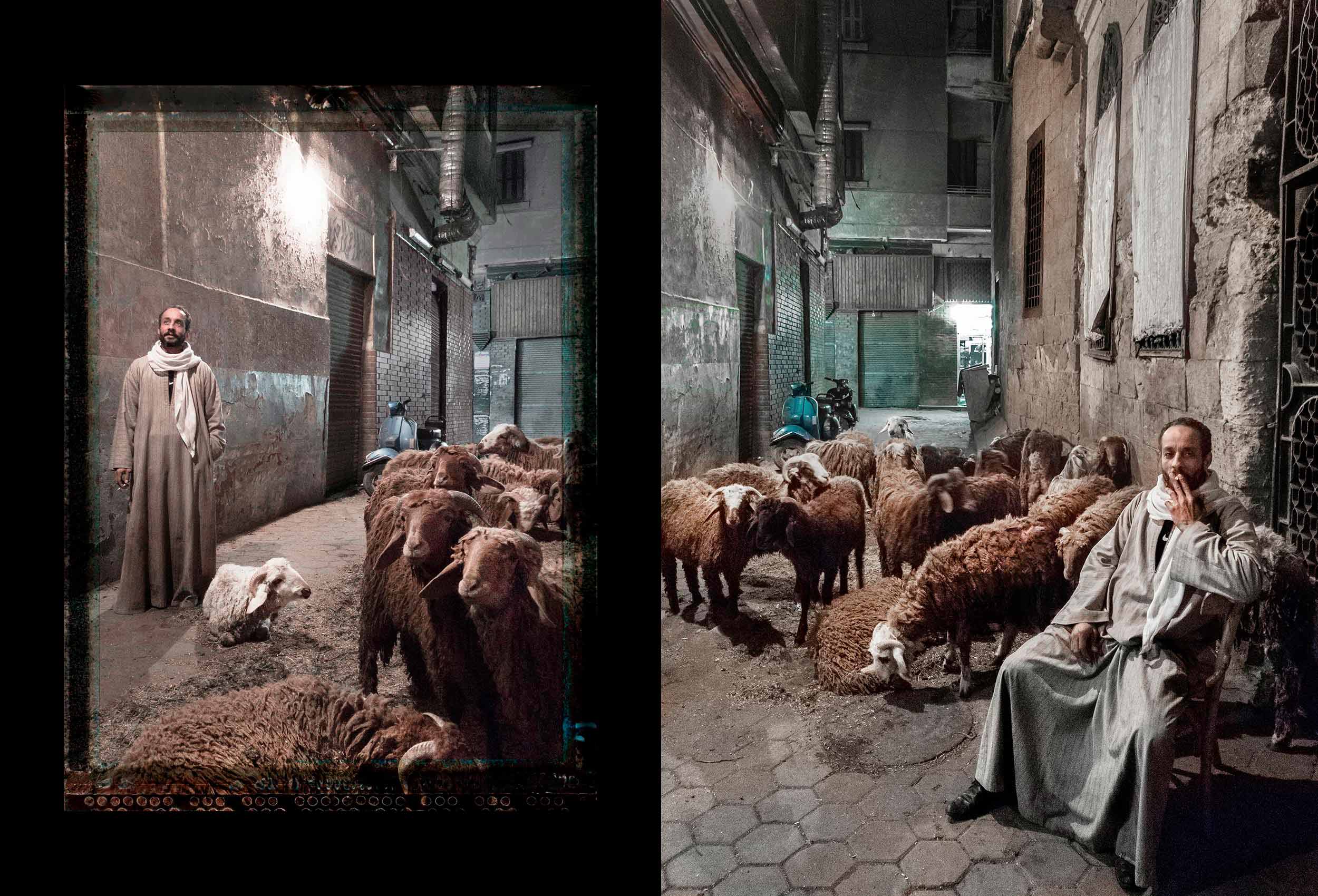 a cairo street vendor with his sheep by award winning travel photographer john hryniuk