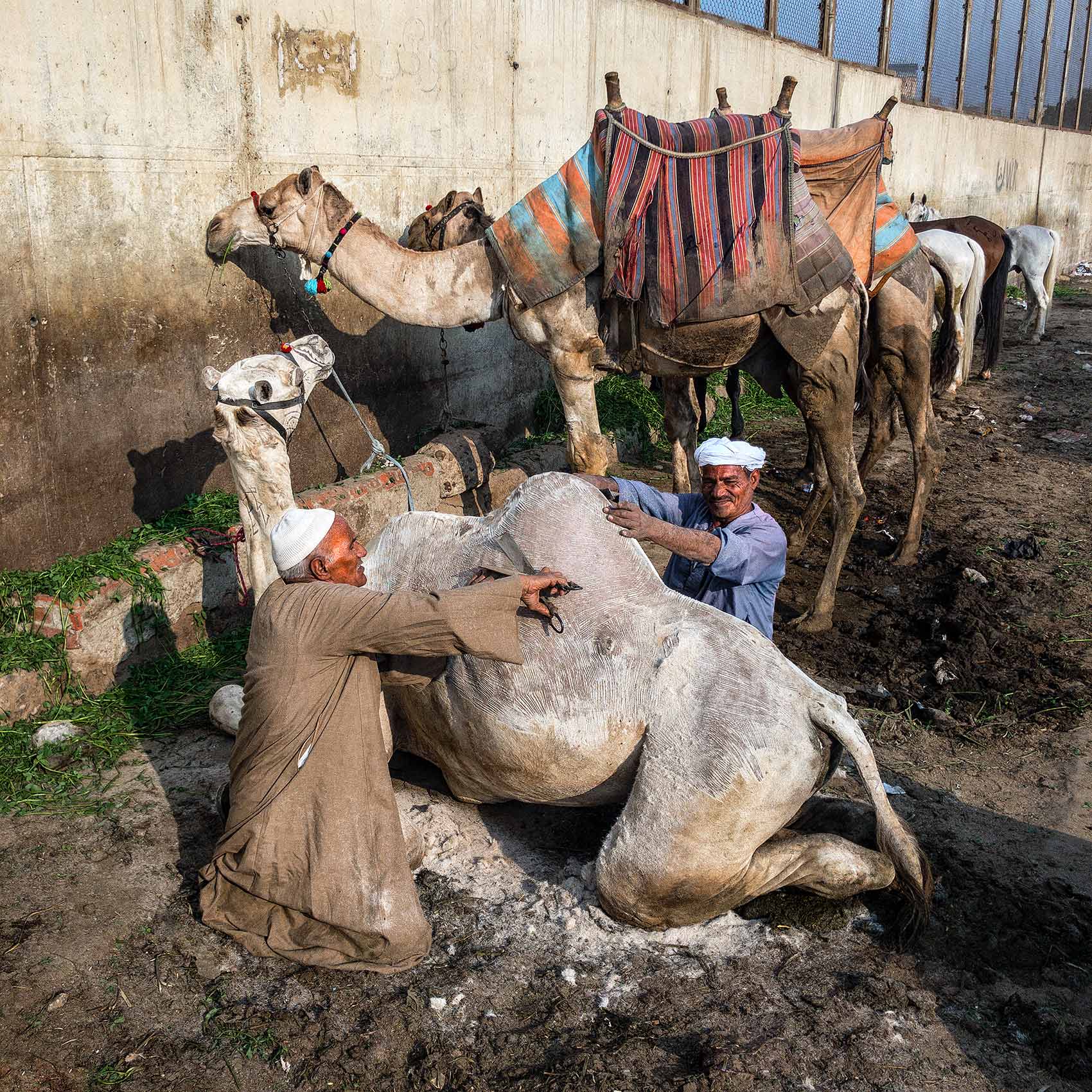  a camel gets a hair cut before heading out to be ridden by tourists at the great pyramids