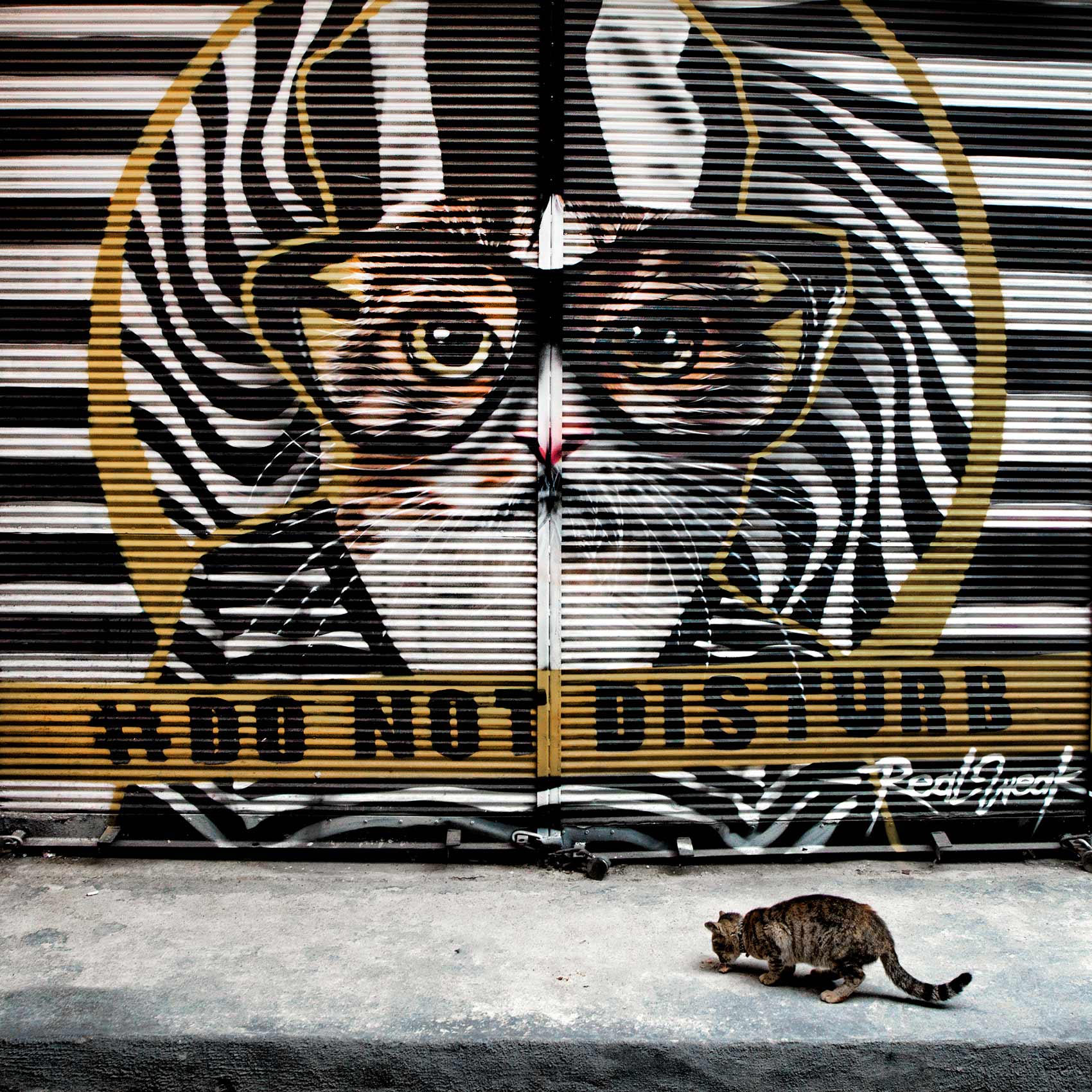 a-kitten-eats-some-food-on-a-sidewalk-on-the-streets-of-istanbul-in-front-of-a-graffiti-portrait-of-a-cat