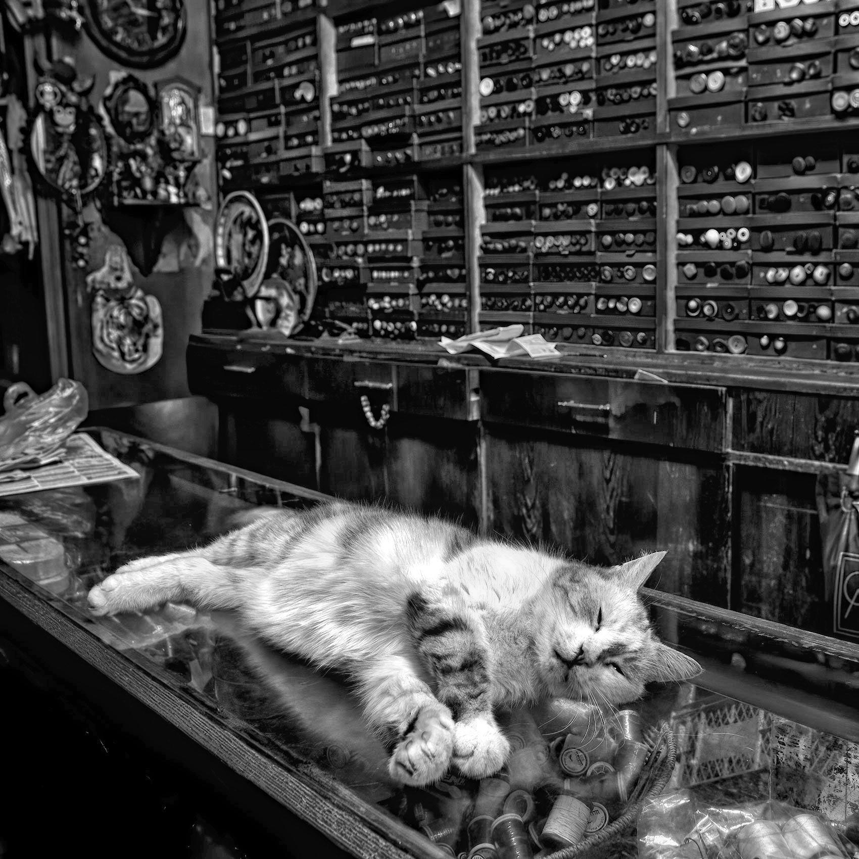 a-cat-sleeping-on-a-store-counter-in-an-istanbul-shop-near-istiklal-caddesi