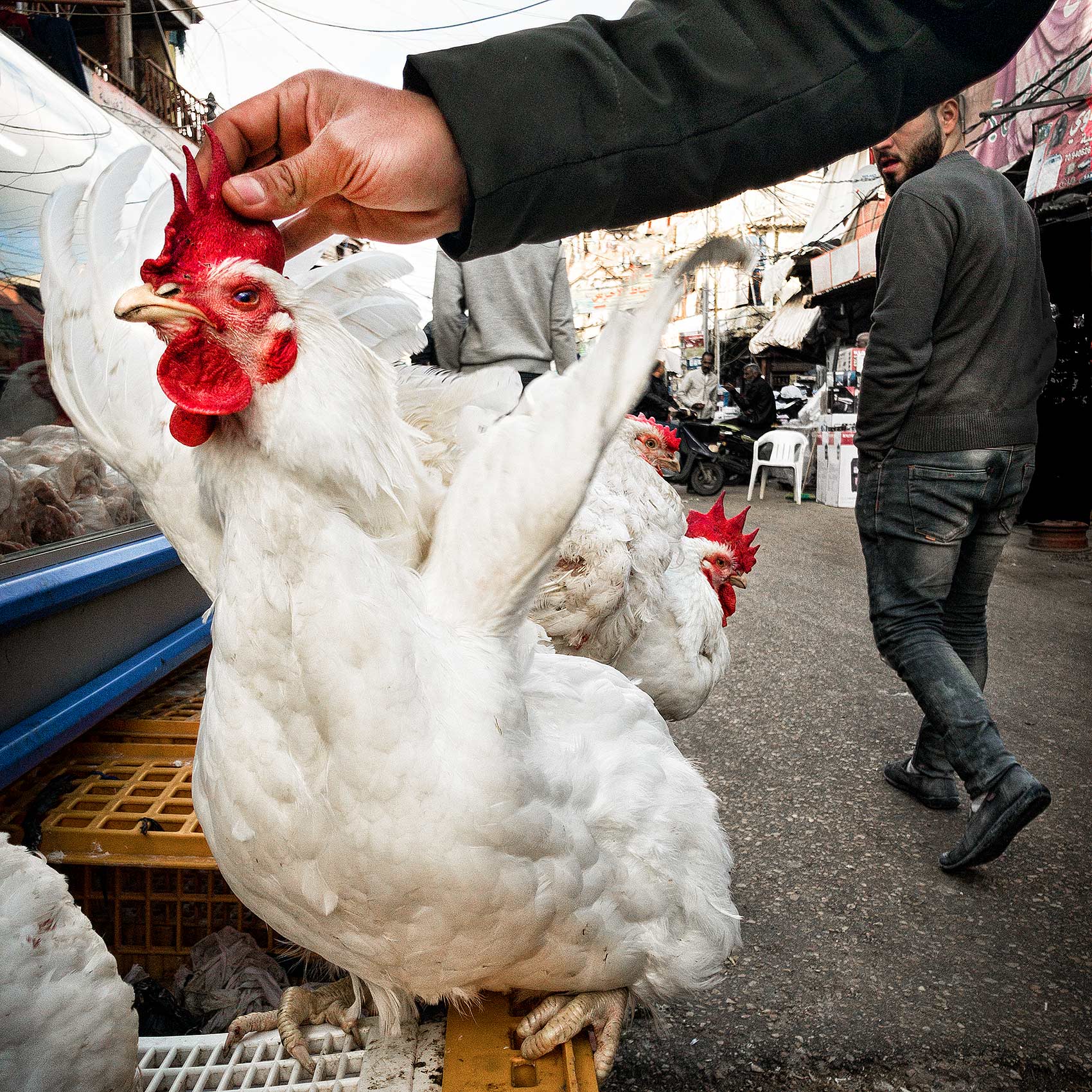 a man inspects a live chicken in the mar elias palestian camp market
