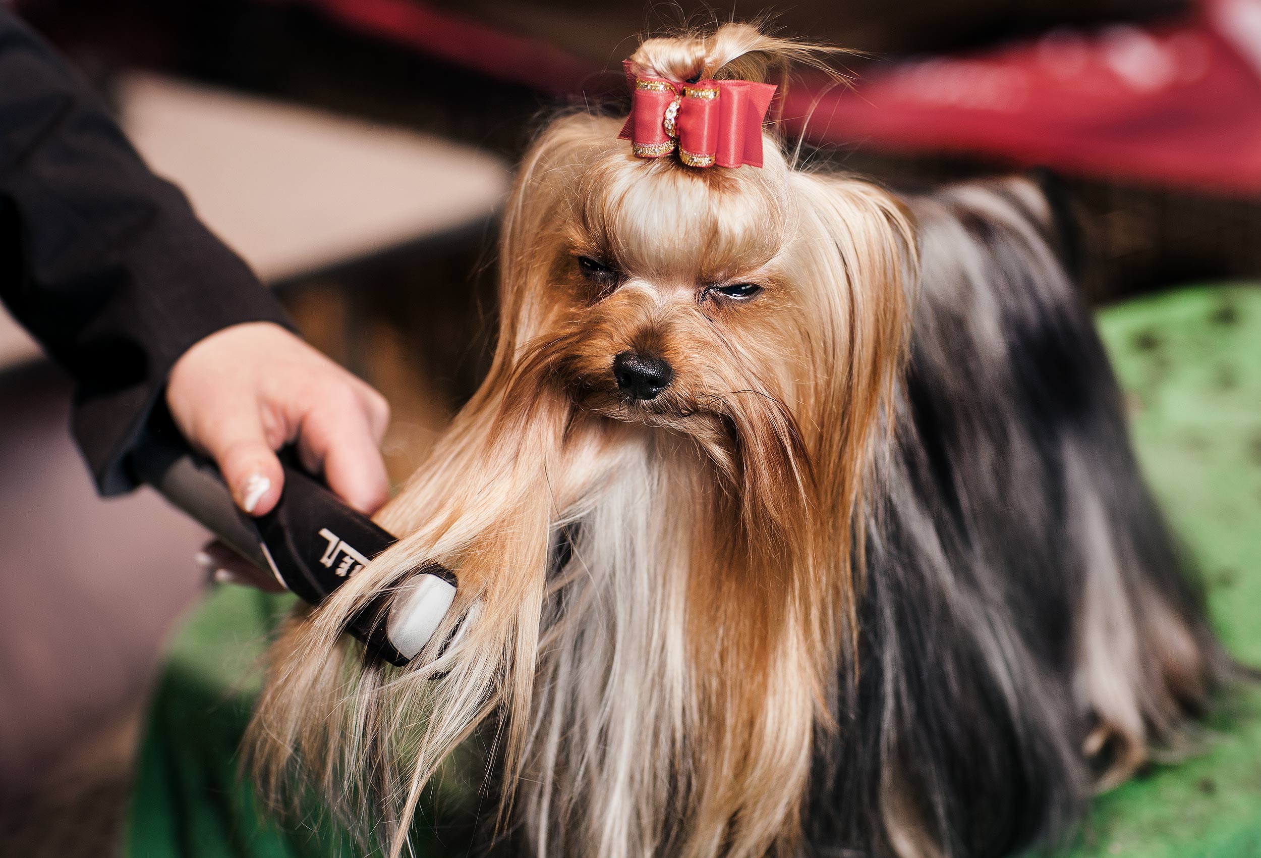 a-dog-being-groomed-at-the-purina-national-dog-show-in-new-york