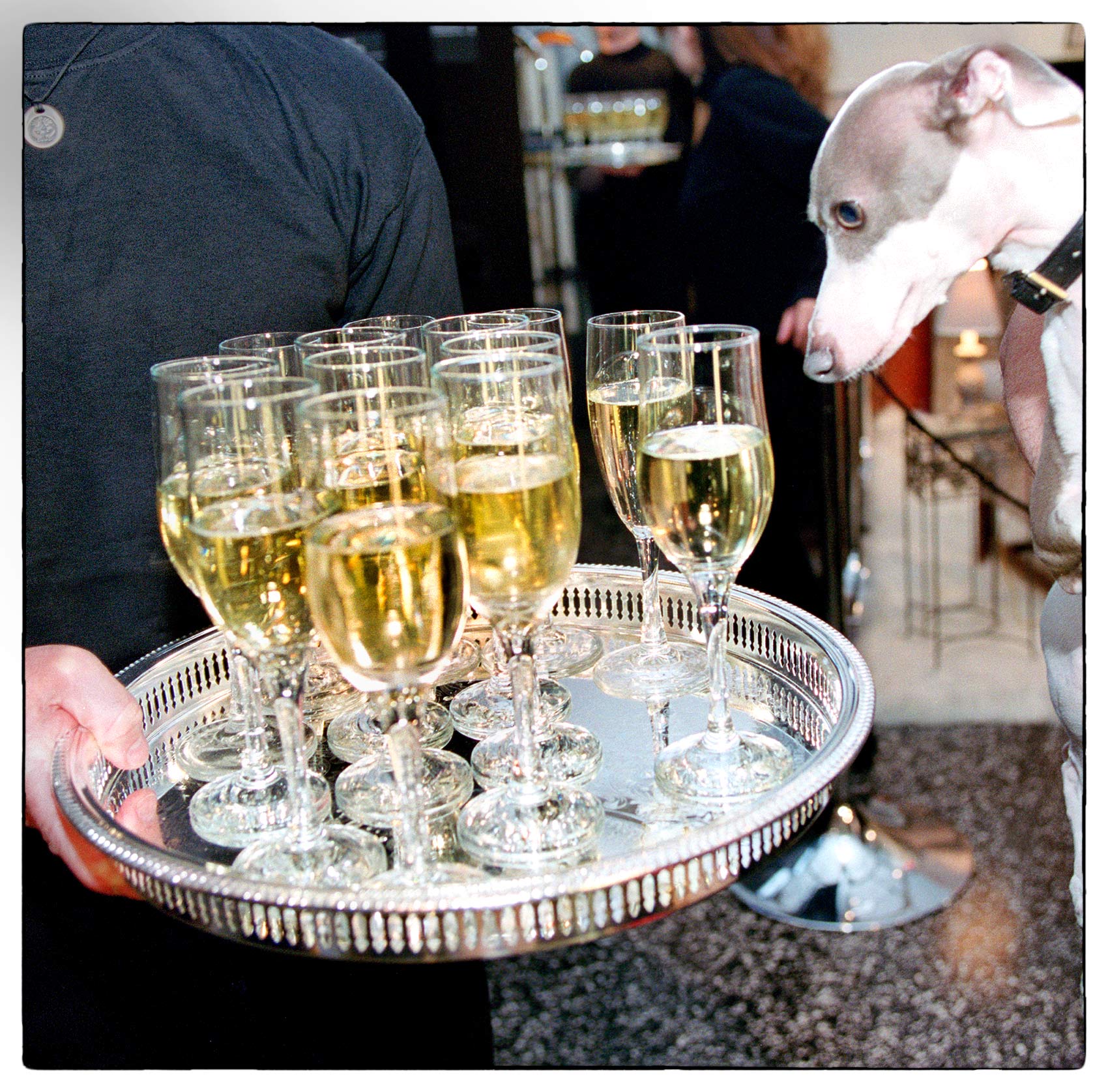 a-dog-stares-at-a-tray-of-champagne-glasses-during-a-party-at-much-music-tv-in-toronto