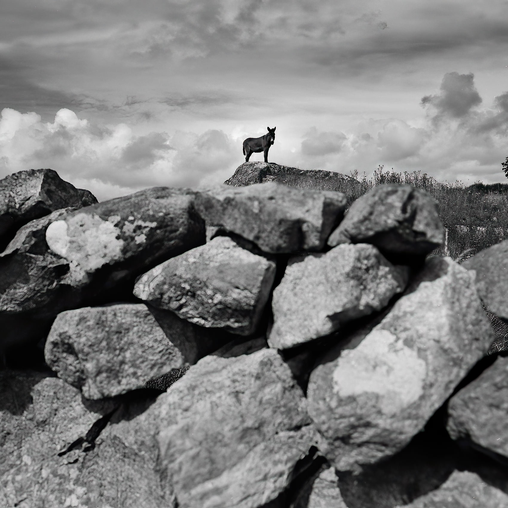 a-donkey-stands-on-a-rock-in-the-irish-countryside-near-cork-ireland