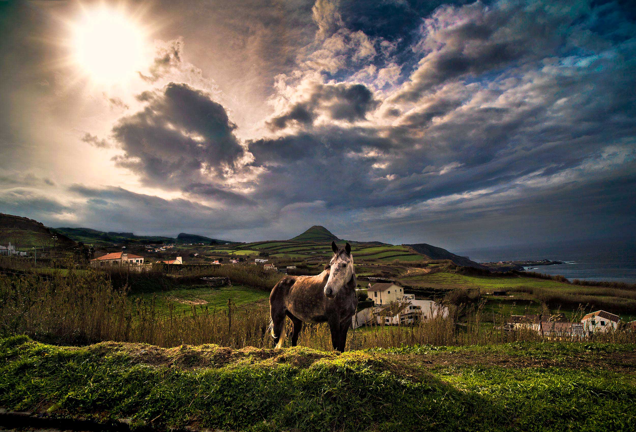 a horse stands on a hill as a storm rolls in off the atlantic ocean on san miguel island in the azores