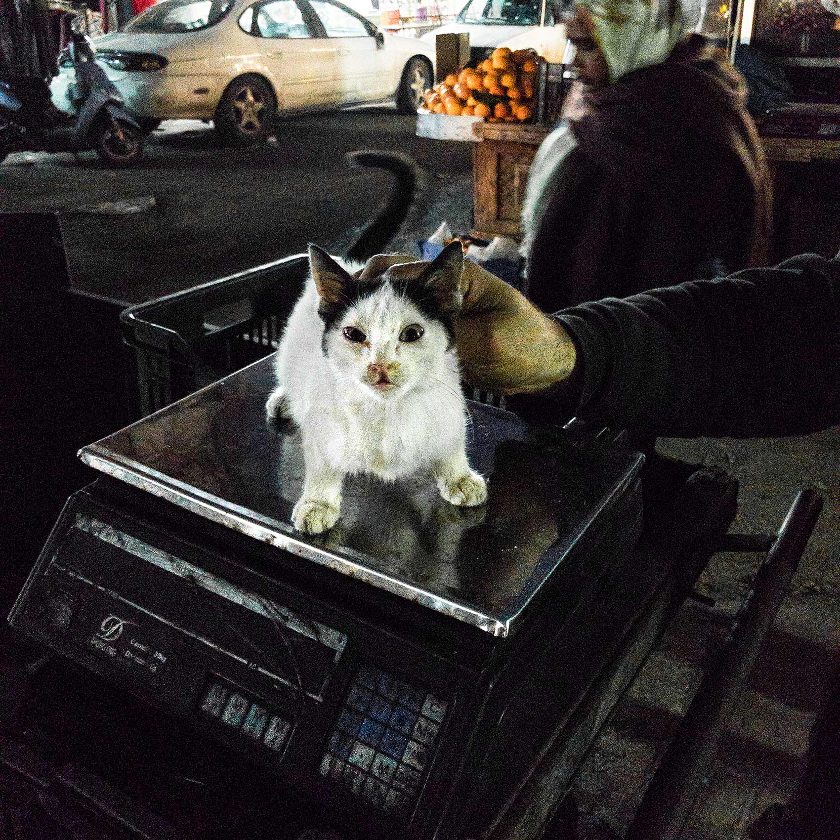  a kitten sits on a scale at the mar elias market in souther beirut lebanon