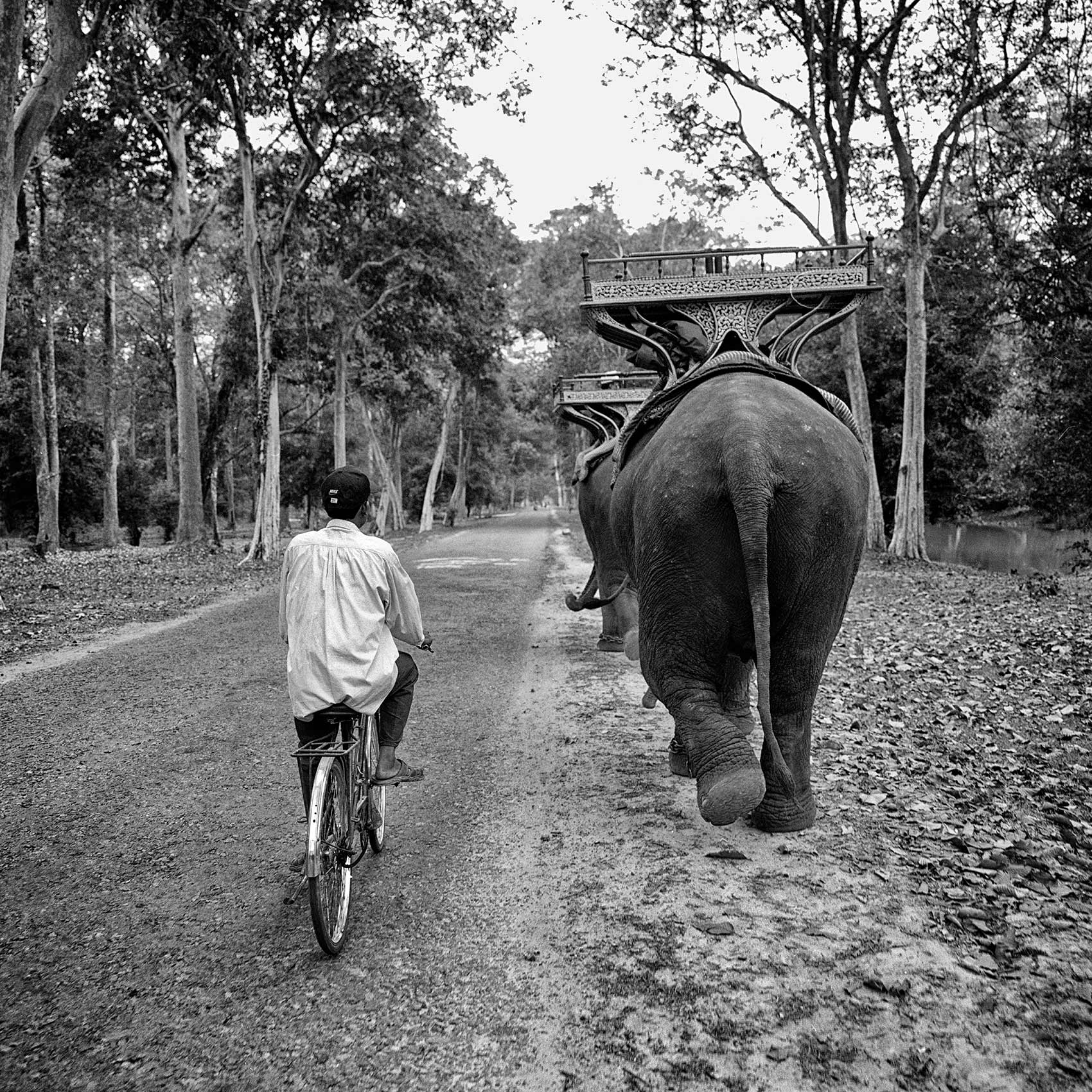 a-man-cycles-past-two-elephants-as-he-makes-his-way-to-angkor-wat-in-cambodia