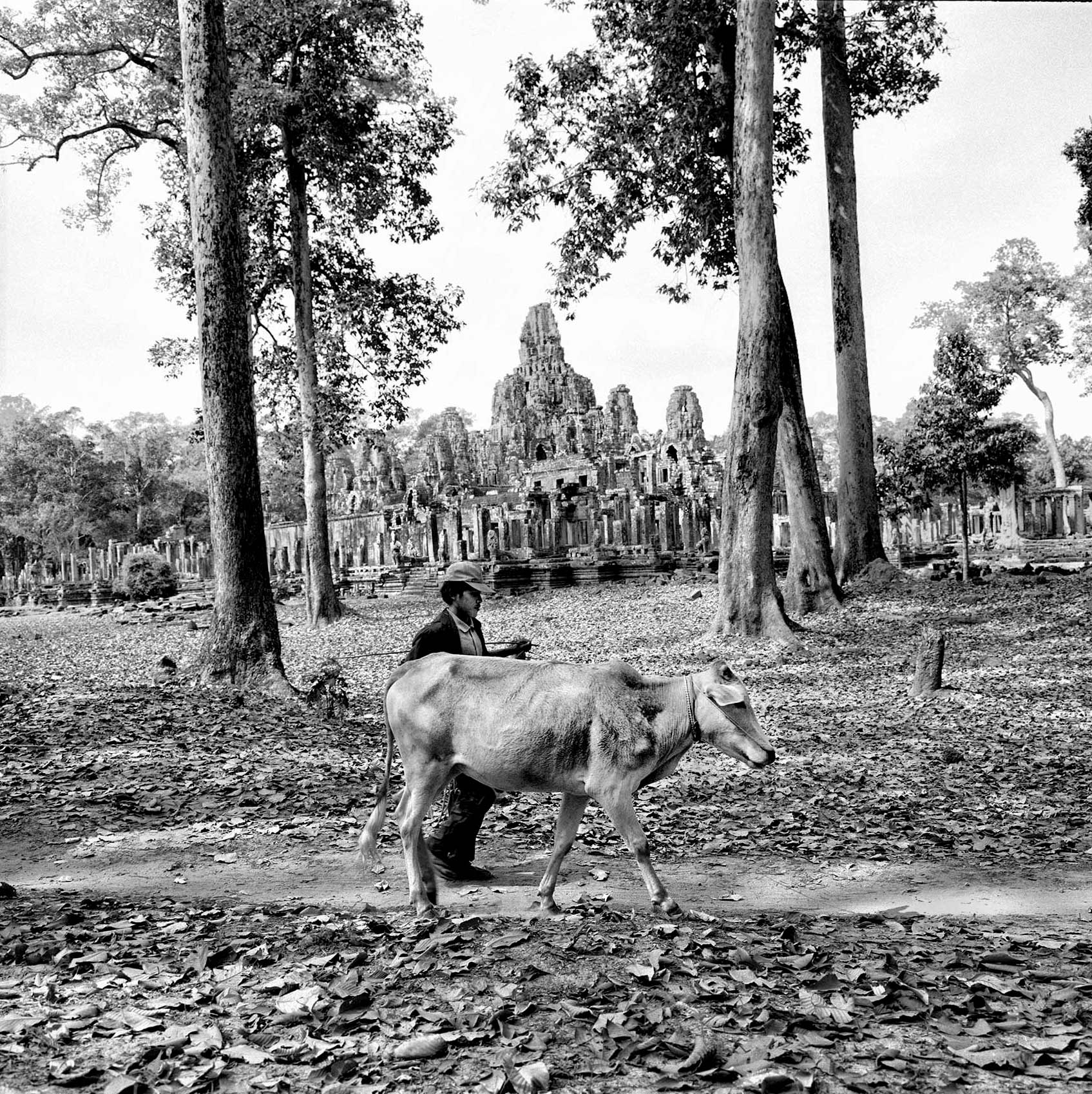 a-man-walks-his-cow-on-a-pathway-past-the-temple-at-angkor-wat-cambodia