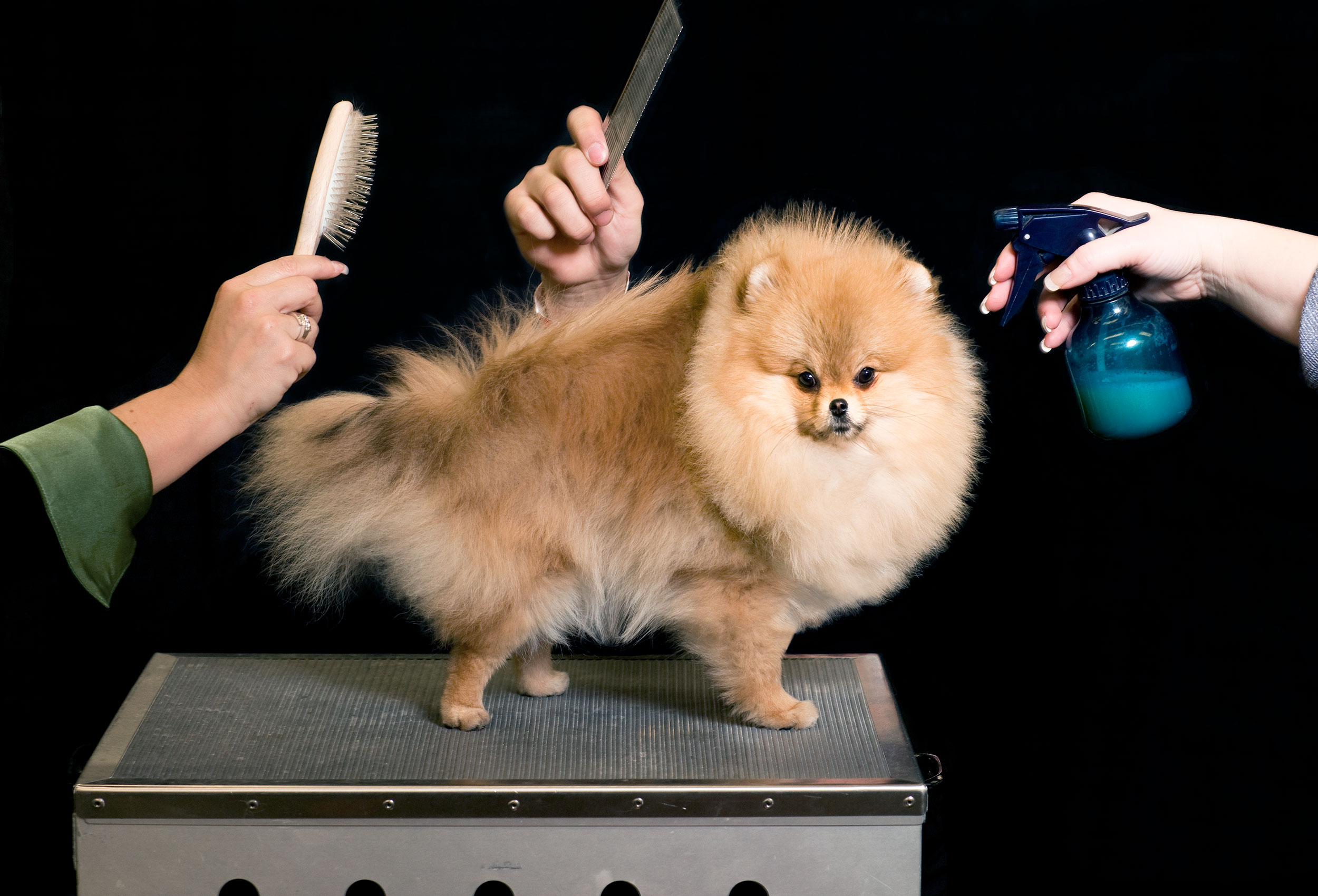 a-pomerian-dog-is-groomed-by-its-owners-at-the-purina-national-dog-show-in-canada
