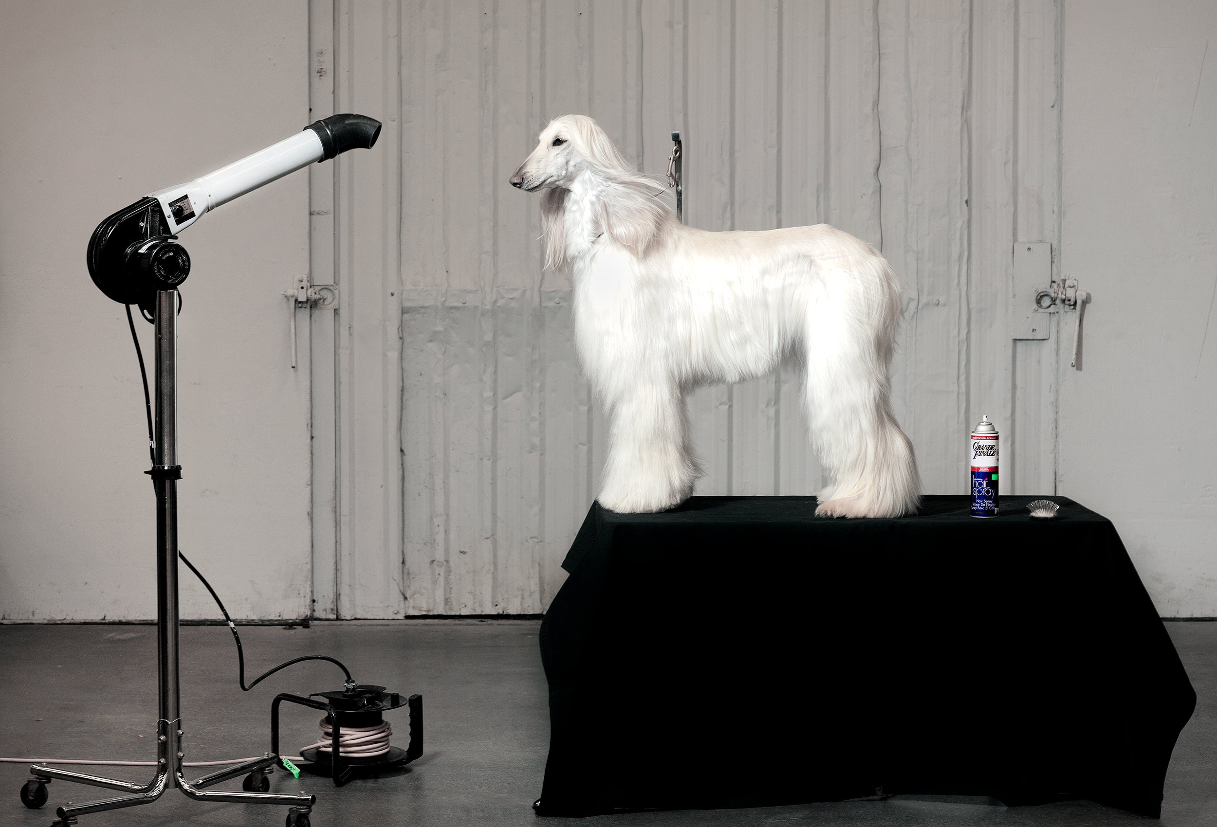 a-prize-winning-dog-is-groomed-at-the-purina-dog-show-in-Toronto
