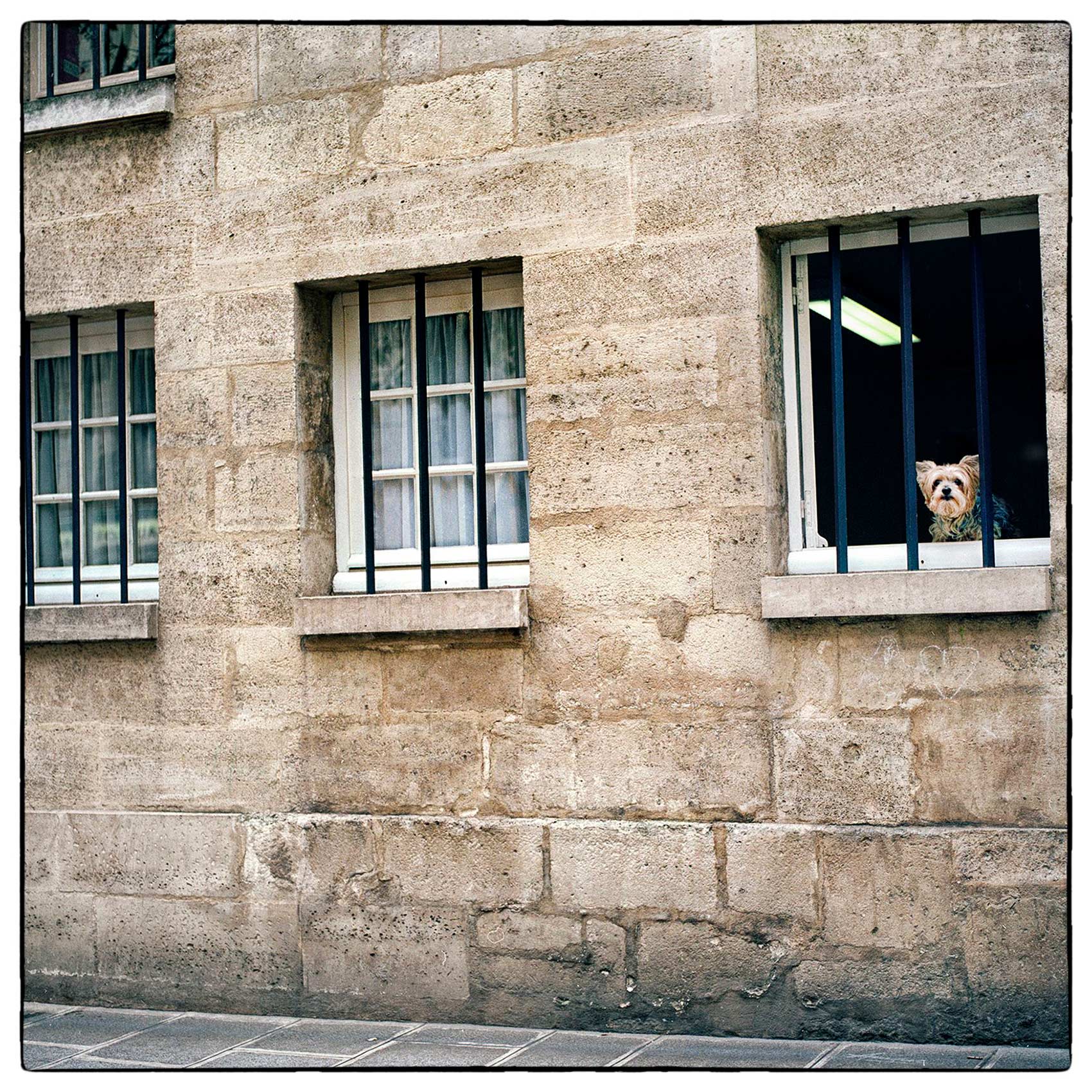 a-puppy-looks-out-the-window-of-a-historic-buidling-in-central-paris-france