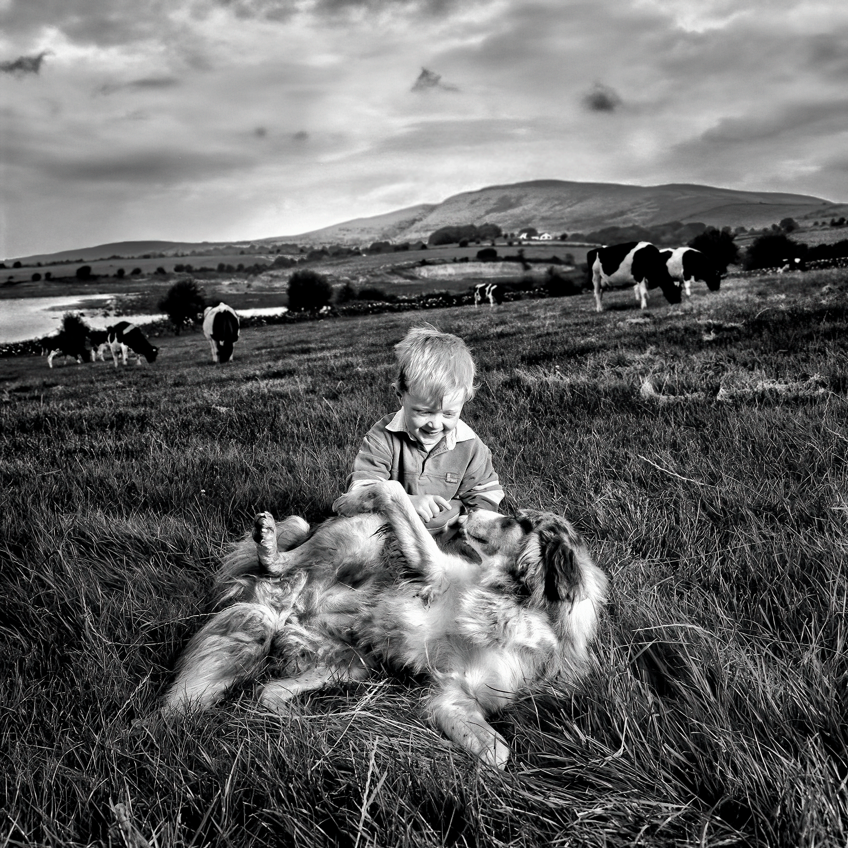 a-young-boy-plays-with-a-sheep-dog-on-his-farm-in-county-clare-ireland