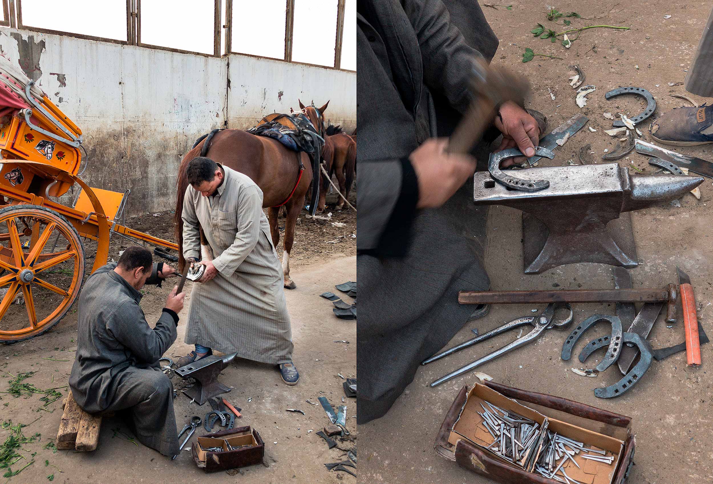 two egyptian farriers put shoes on one of the many horses used for tourism in giza