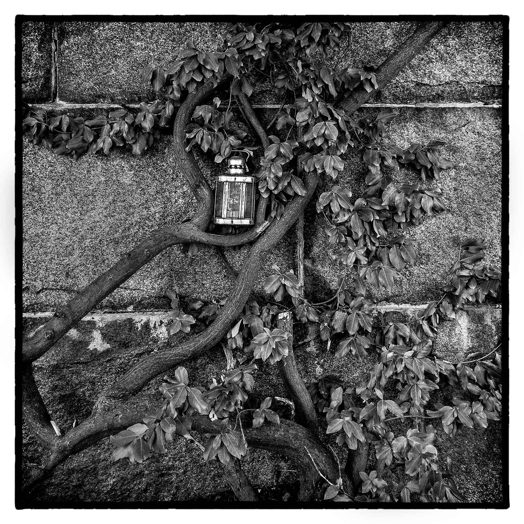 large old vines cling to a wall in Torontos oldest cemetery St. James