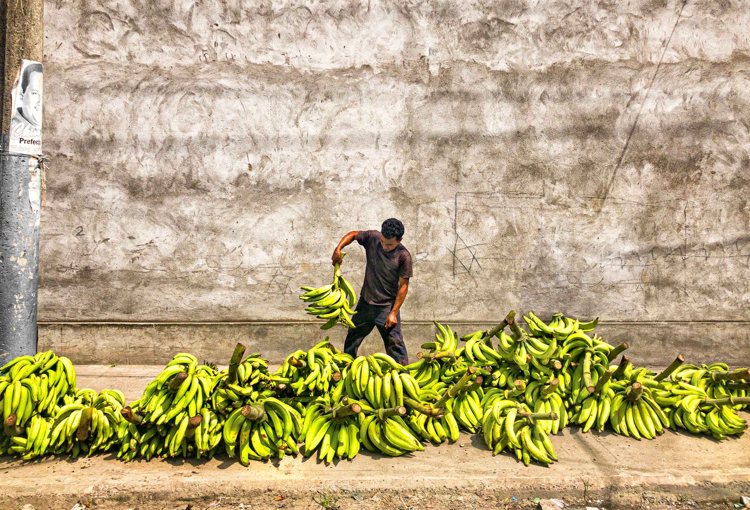 a street vendor in esmeraldas ecuador sorts his bananas on the street