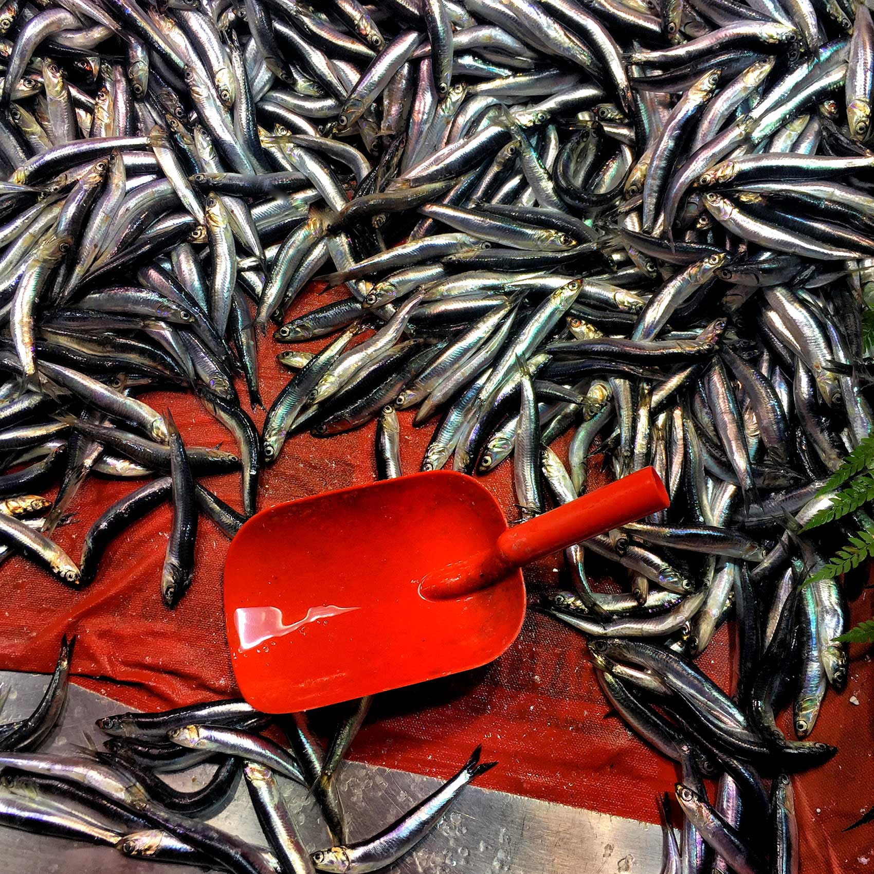 fish-for-sale-at-a-seafood-market-on-the-streets-of-istanbuls-karakoy-district