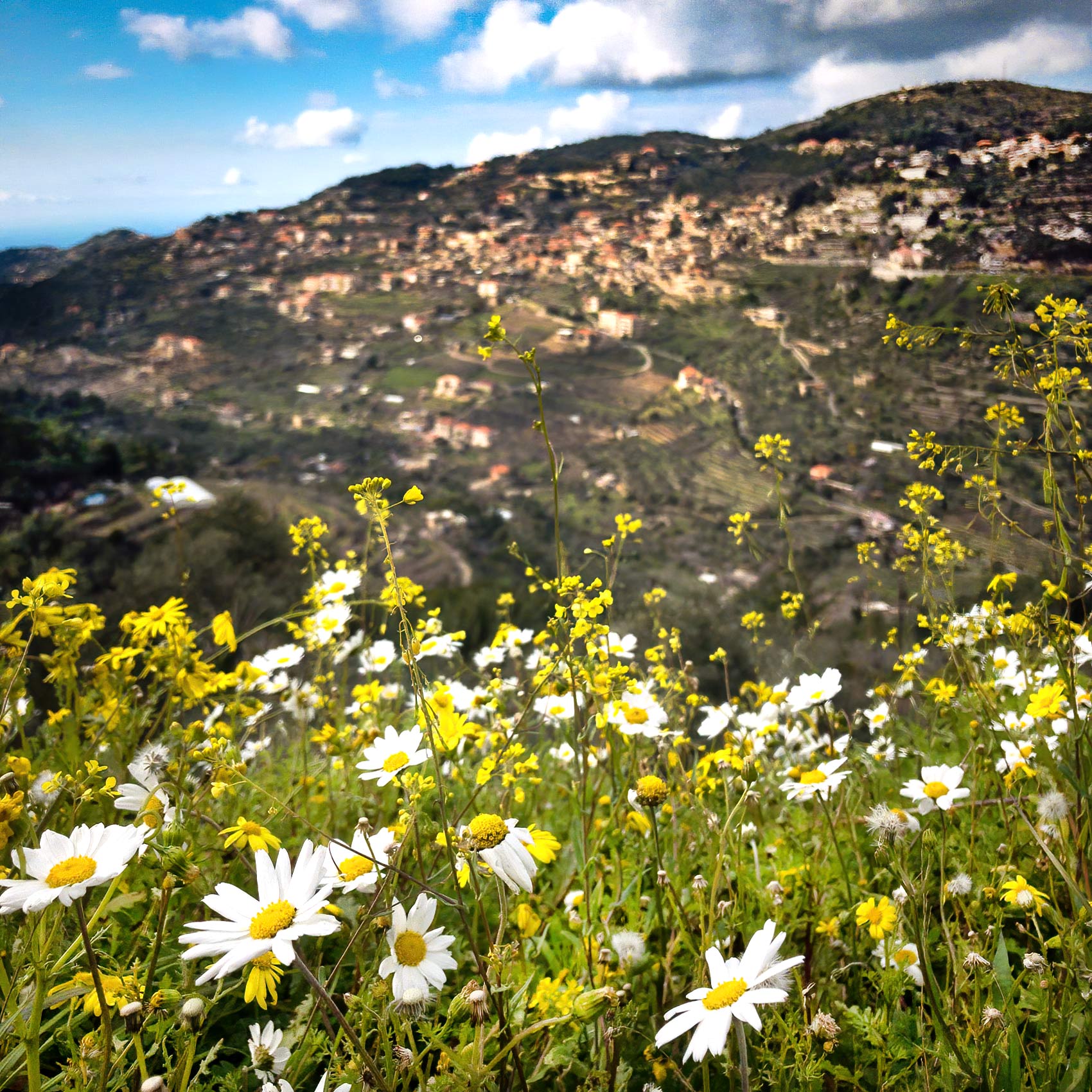 the sun sets on flowers growing on a steep hillside with the scenic lebanese mountainside behind them
