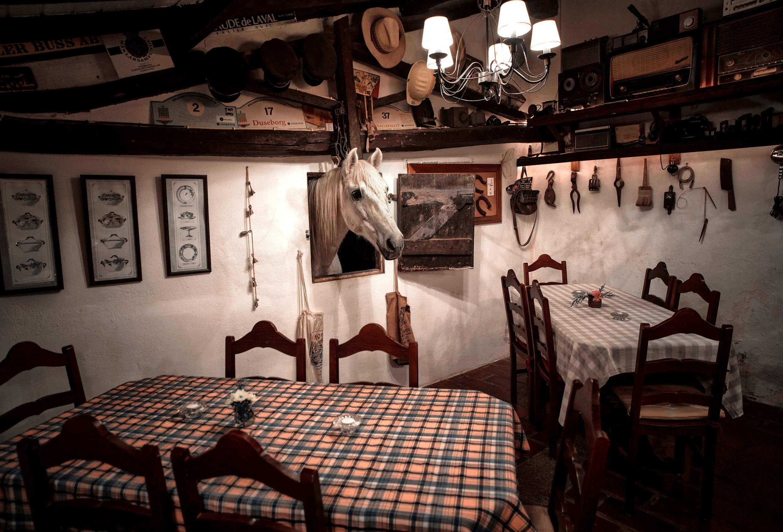 a funny photo of a horse dining room by outstanding travel photographer John Hryniuk