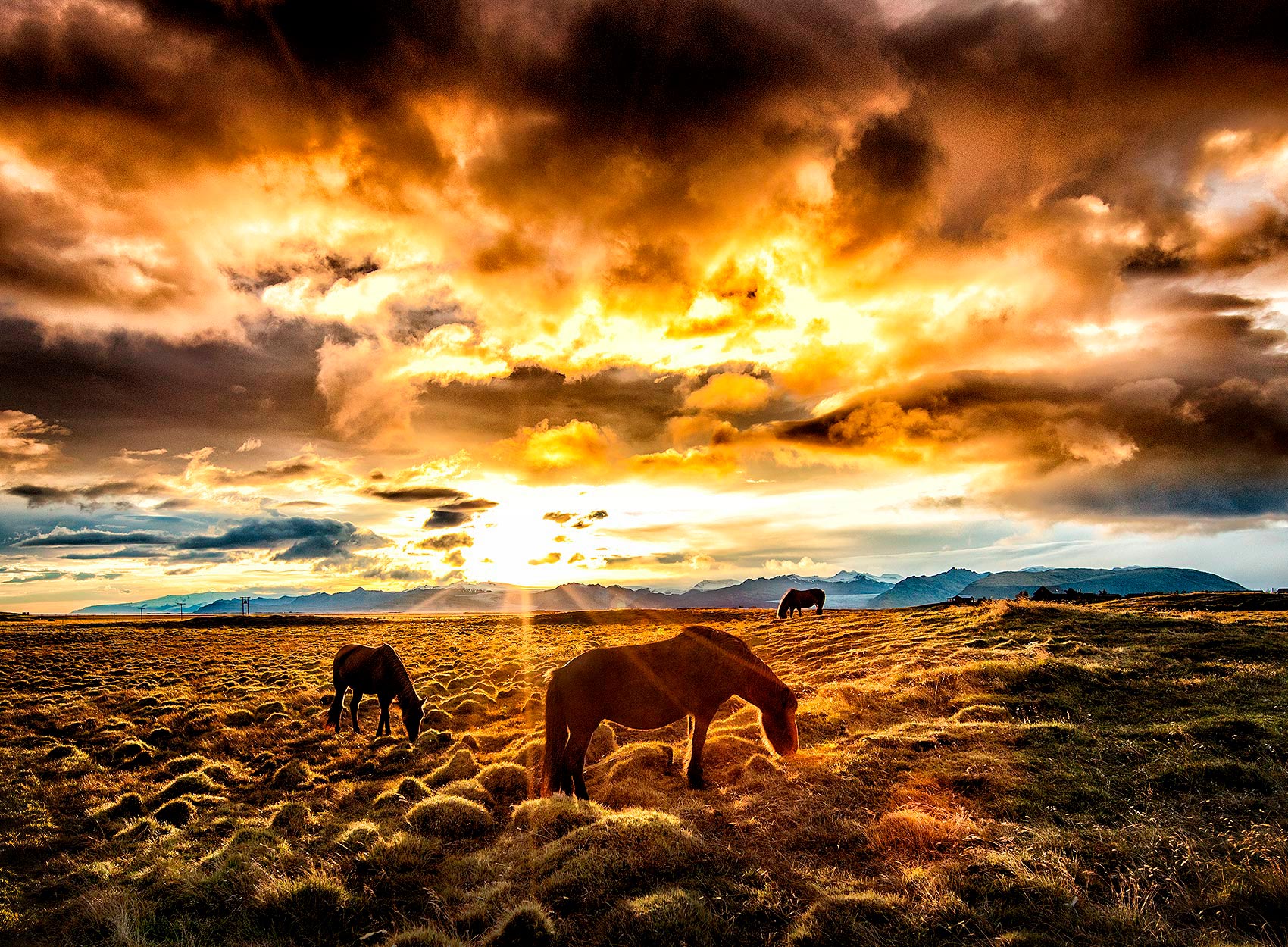 horses graze in front of a brilliant sunset in southern iceland 
