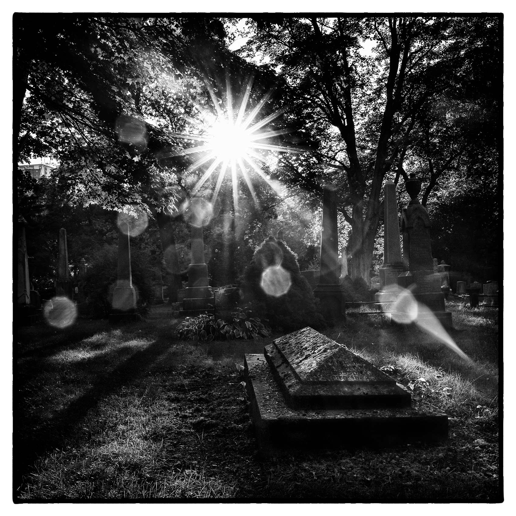 the sun breaks through the trees above a grave in Torontos St. James Cemetery