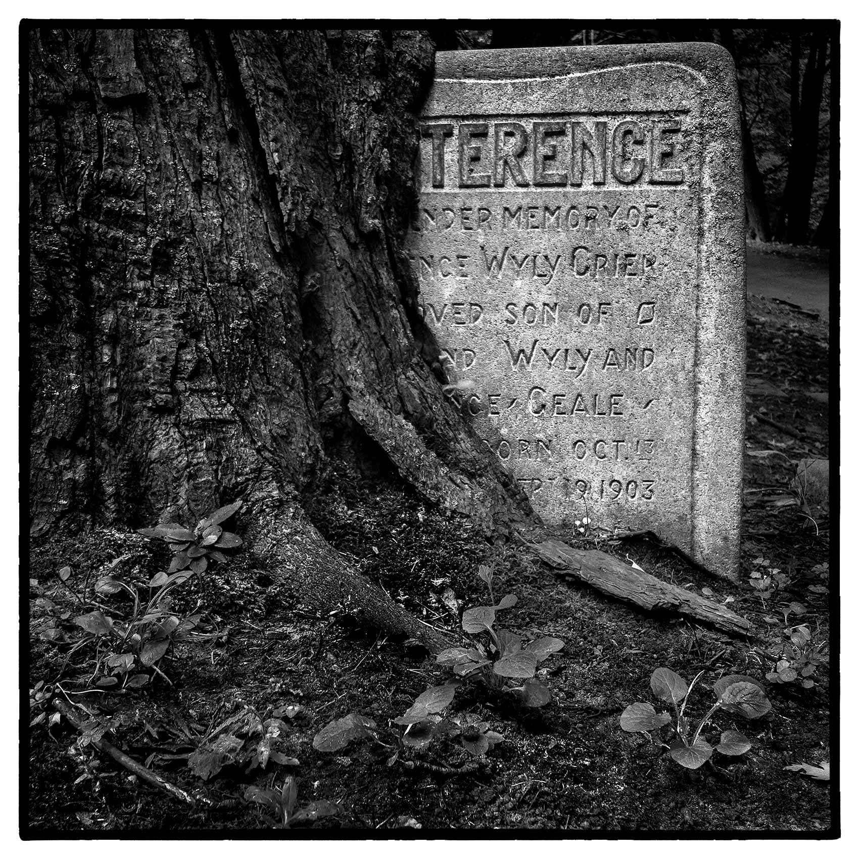 an old oak tree envelops a gravestone in torontos St. James Cemetary