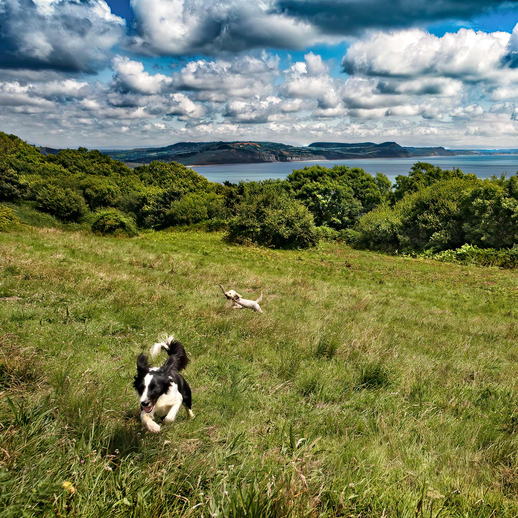 two-dogs-play-in-the-coastal-hills-above-the-english-channel-in-the-summer-on-the-jurassic-coast-in-england