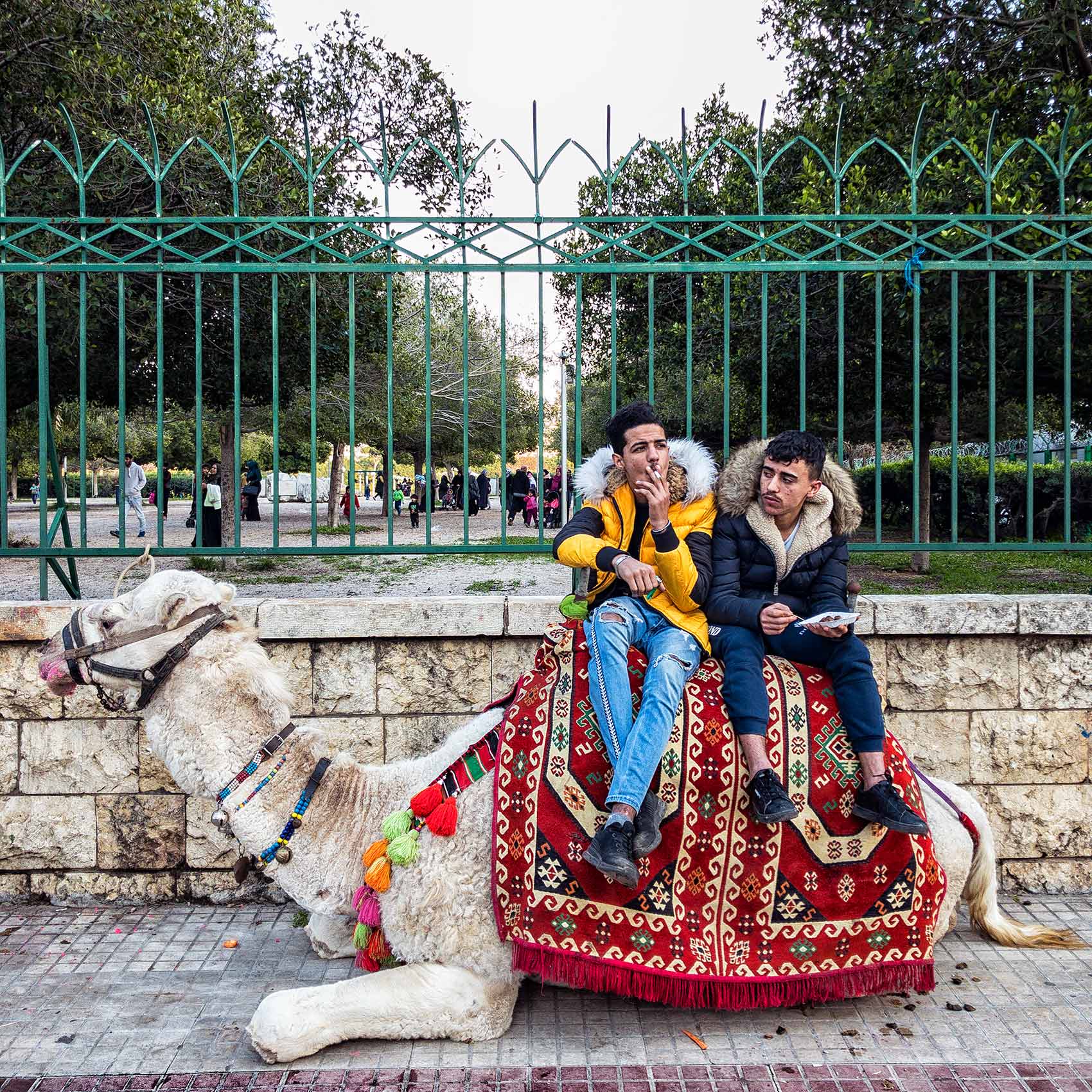two men sit on a camel used for tourist rides in beirut lebanon